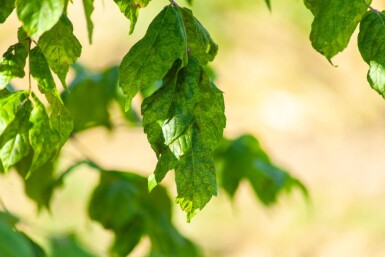 Acer buergerianum ME 200-250 P/K Acer buergerianum Mehrstämmig 200-250