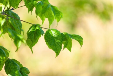 Acer buergerianum ME 200-250 P/K Acer buergerianum Mehrstämmig 200-250