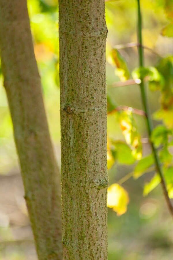 Acer buergerianum ME 200-250 P/K Acer buergerianum Mehrstämmig 200-250