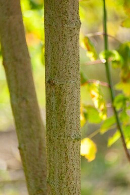 Acer buergerianum ME 200-250 P/K Acer buergerianum Mehrstämmig 200-250