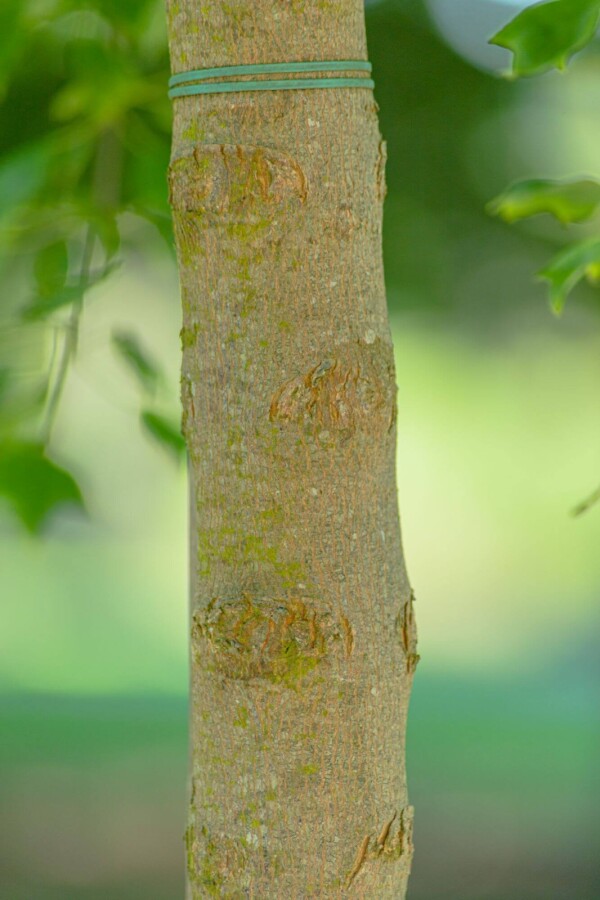 Acer buergerianum ME 200-250 P/K Acer buergerianum Mehrstämmig 200-250