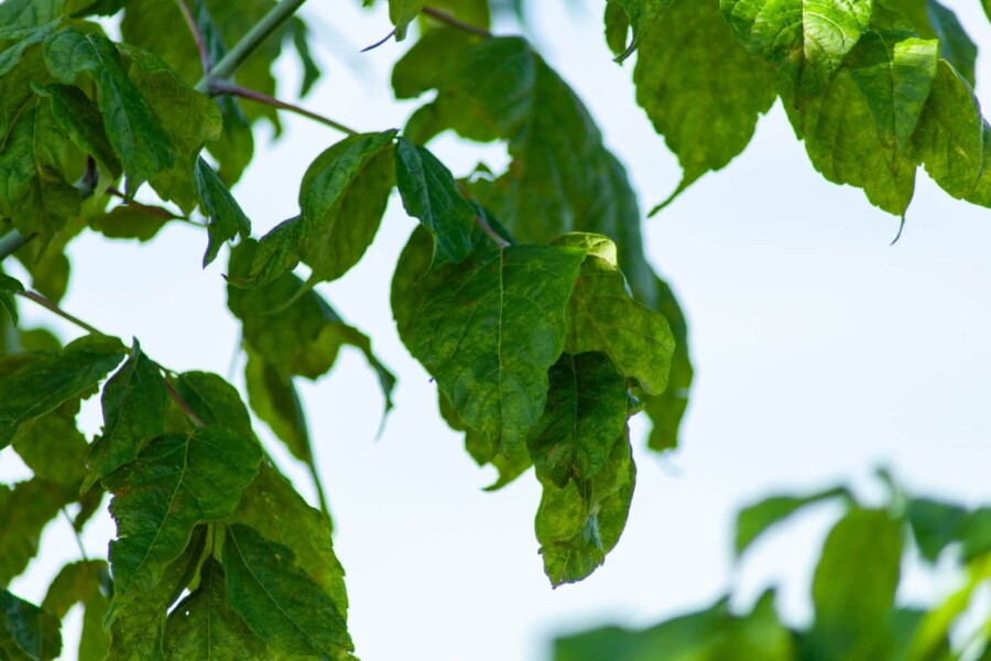 Acer buergerianum ME 200-250 P/K Acer buergerianum Mehrstämmig 200-250