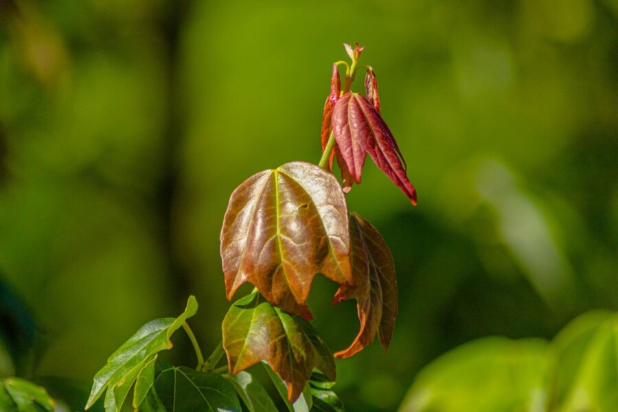 Acer buergerianum ME 200-250 P/K Acer buergerianum Mehrstämmig 200-250