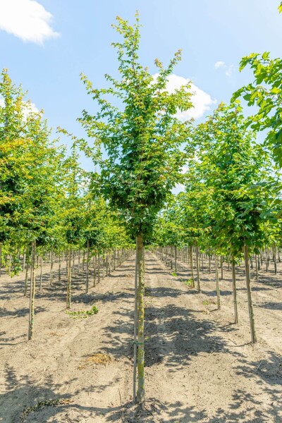 Acer campestre Acer campestre