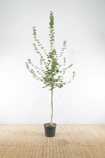 Acer campestre hoogstam Acer campestre hoogstam