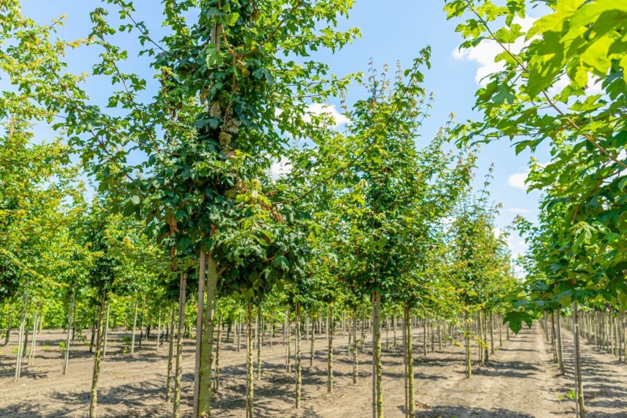 Acer campestre HO 6/8 P/K Acer campestre Hochstamm 6/8 cm