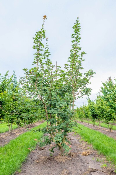 Acer campestre meerstammig