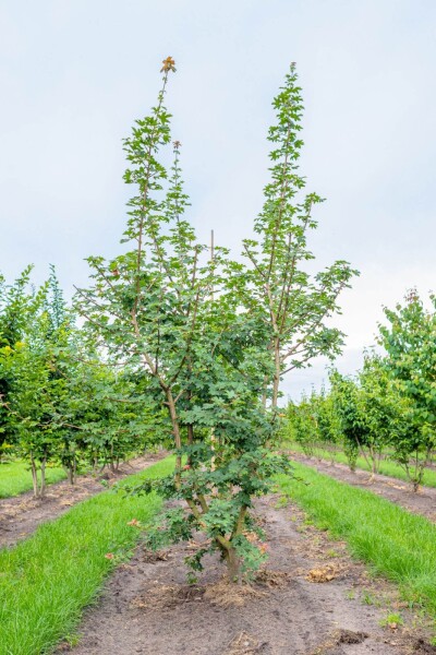 Acer campestre Mehrstämmig Acer campestre Mehrstämmig