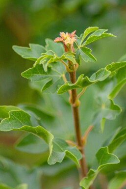 Acer campestre mehrstämmig 200-250