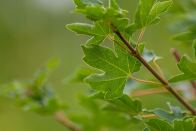 Acer campestre mehrstämmig 200-250