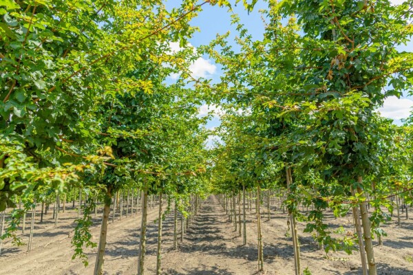 Acer campestre 'Elsrijk' Acer campestre 'Elsrijk'