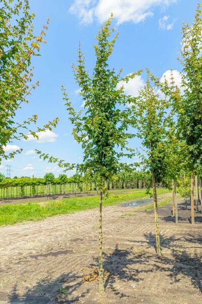 Acer campestre 'Elsrijk' Hochstamm Acer campestre 'Elsrijk' Hochstamm