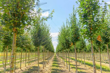 Acer campestre ‘Huibers Elegant’