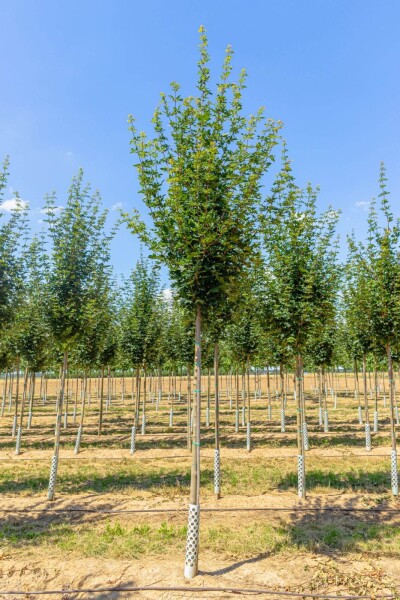 Acer campestre ‘Huibers Elegant’ Hochstamm Acer campestre ‘Huibers Elegant’ Hochstamm