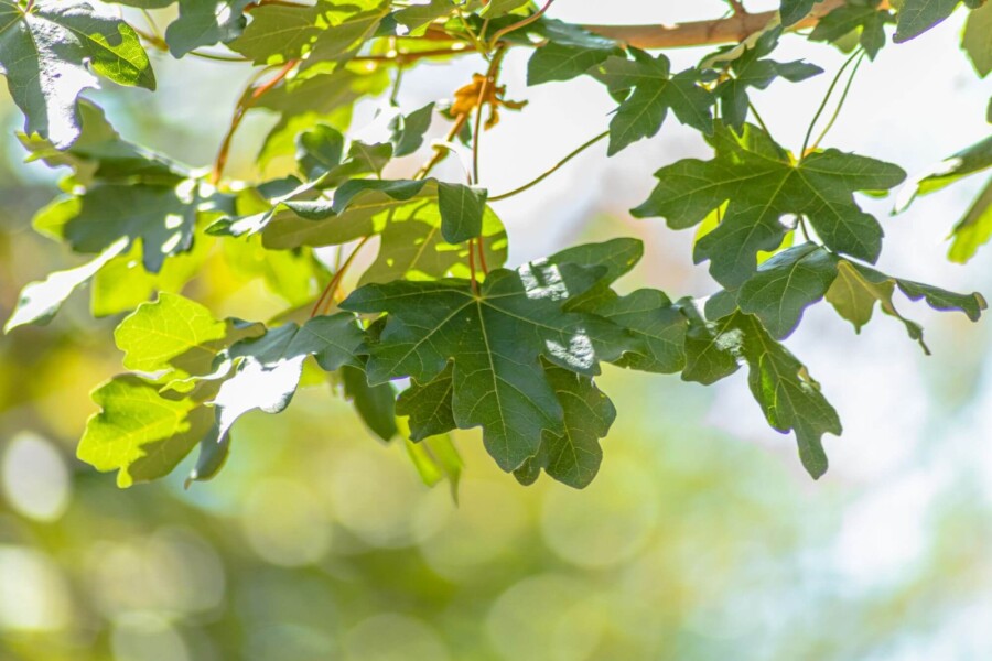 Acer ‘Huibers Elegant’ HO 8/10 P/K Acer campestre ‘Huibers Elegant’ Hochstamm 8/10 cm