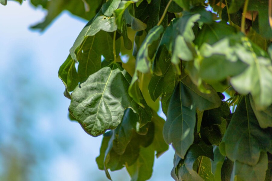 Acer campestre 'Lienco' Acer campestre 'Lienco'