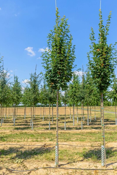 Acer campestre 'Lienco' Hochstamm Acer campestre 'Lienco' Hochstamm