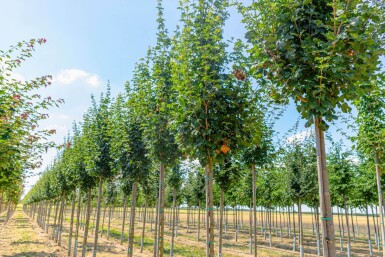 Acer campestre 'Lienco' HO 10/12 P/K Acer campestre 'Lienco' Hochstamm 10/12