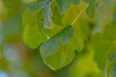 Acer campestre 'Lienco' HO 10/12 P/K Acer campestre 'Lienco' Hochstamm 10/12