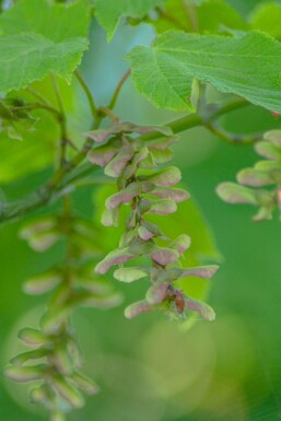 Acer capillipes