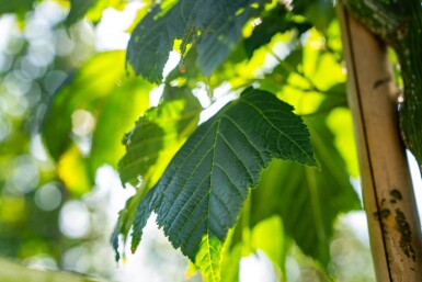 Acer capillipes