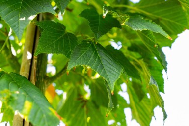 Acer capillipes HO 12/14 P/K Acer capillipes Hochstamm 12/14