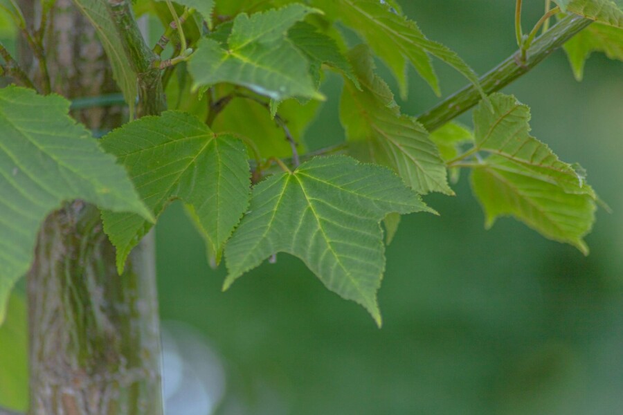 Acer capillipes HO 12/14 P/K Acer capillipes Hochstamm 12/14