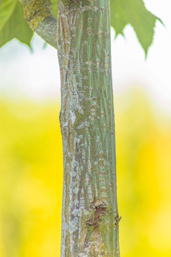 Acer capillipes HO 12/14 P/K Acer capillipes Hochstamm 12/14