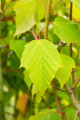 Acer capillipes HO 12/14 P/K Acer capillipes Hochstamm 12/14