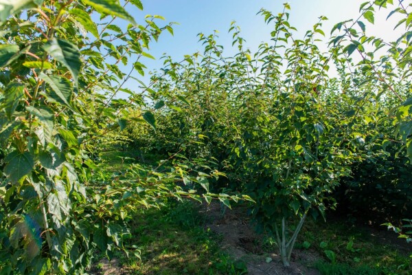 Acer davidii Acer davidii