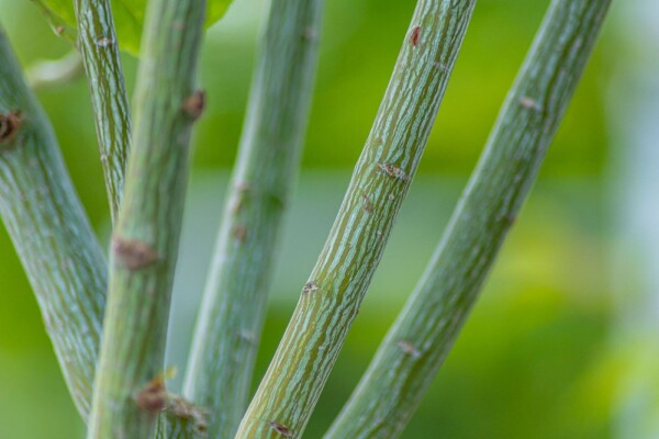 Acer davidii hoogstam