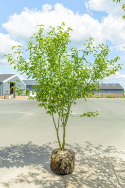 Chinese esdoorn Acer davidii Meerstammig 200-250 P Acer davidii meerstammig 200-250