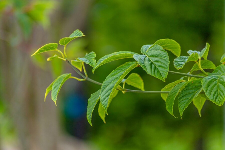 Acer davidii ME 200-250 P/K Acer davidii Mehrstämmig 200-250