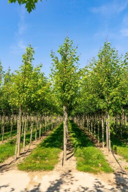 Acerfreemanii 'Autumn Blaze' Acer x freemanii 'Autumn Blaze'