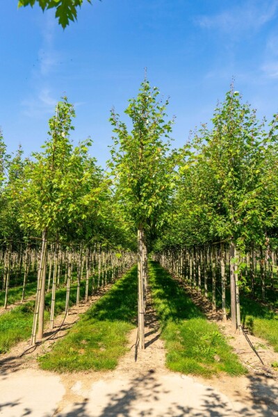 Acer x freemanii 'Autumn Blaze' hoogstam Acer x freemanii 'Autumn Blaze' hoogstam