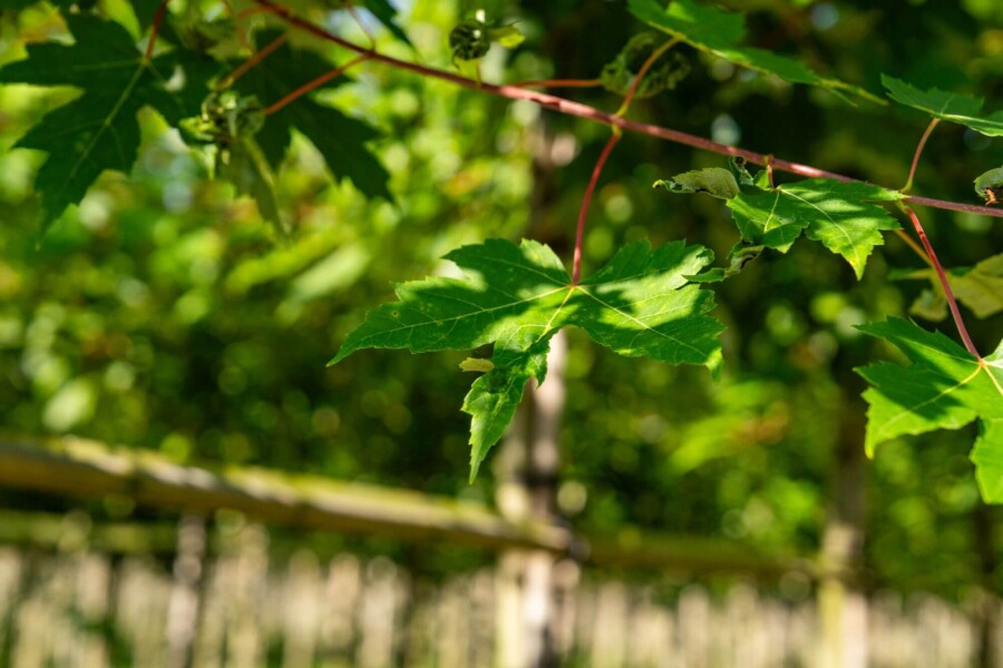 Acerfreemanii 'Autumn Blaze' HO10/12 P/K Acer x freemanii 'Autumn Blaze' Hochstamm 10/12 cm