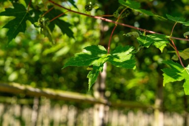 Acerfreemanii 'Autumn Blaze' HO10/12 P/K Acer x freemanii 'Autumn Blaze' Hochstamm 10/12 cm