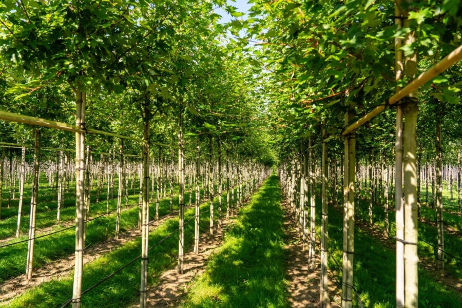 Acerfreemanii 'Autumn Blaze' HO10/12 P/K Acer x freemanii 'Autumn Blaze' Hochstamm 10/12 cm