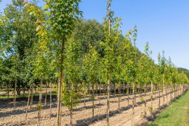 Acer x freemanii 'Autumn Blaze' hochstamm 10/12 cm