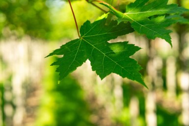 Acerfreemanii 'Autumn Blaze' HO10/12 P/K Acer x freemanii 'Autumn Blaze' Hochstamm 10/12 cm