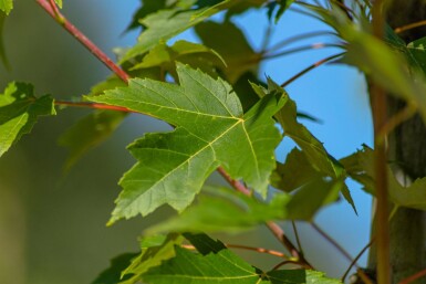 Acer x freemanii 'Autumn Blaze' hochstamm 10/12 cm