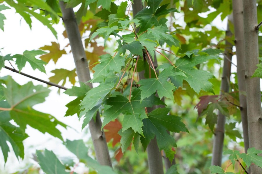 Acerfreemanii Autumn Blaze ME200-250 P/K Acer x freemanii 'Autumn Blaze' Mehrstämmig 200-250