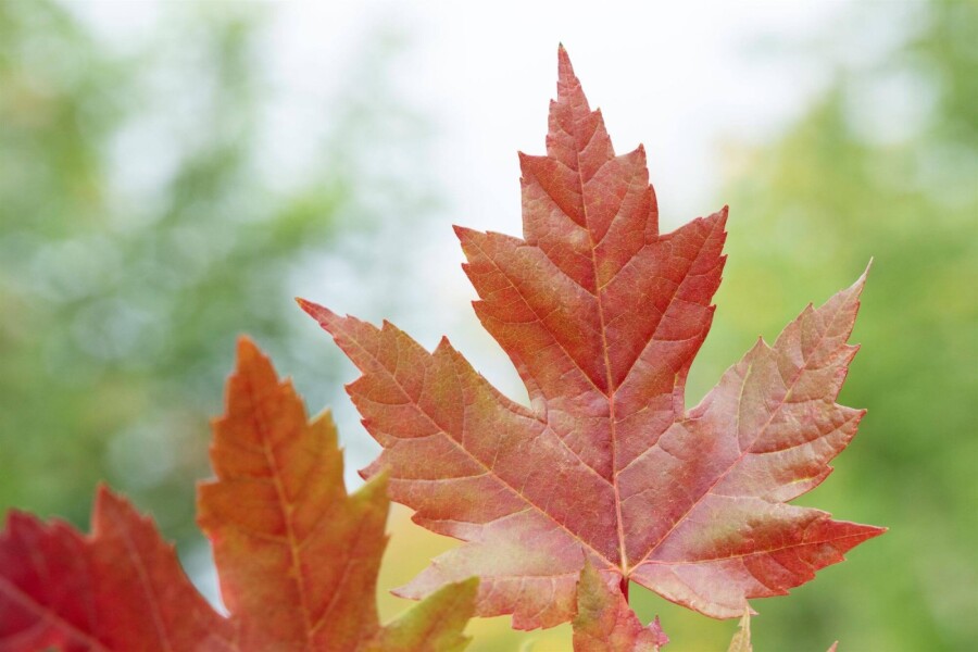 Acerfreemanii Autumn Blaze ME200-250 P/K Acer x freemanii 'Autumn Blaze' Mehrstämmig 200-250