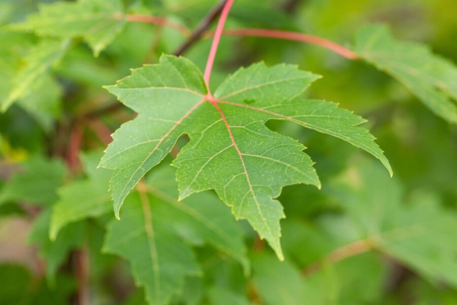Acerfreemanii Autumn Blaze ME200-250 P/K Acer x freemanii 'Autumn Blaze' Mehrstämmig 200-250