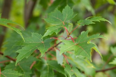 Acer x freemanii 'Autumn Blaze' mehrstämmig 200-250