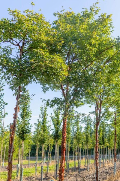 Acer griseum Acer griseum