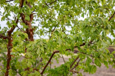 Acer griseum