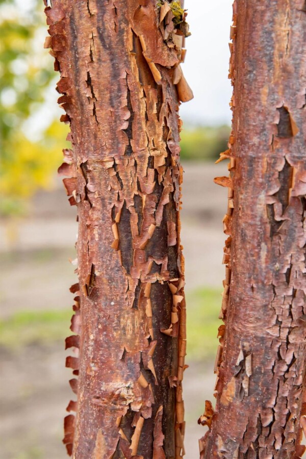 Acer griseum Acer griseum