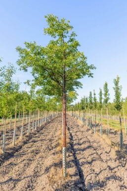 Acer griseum hochstamm 10/12