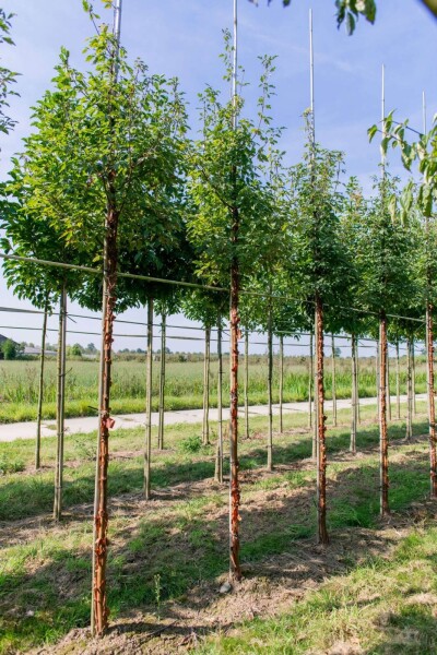 Acer griseum Hochstamm Acer griseum Hochstamm